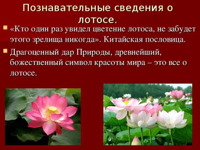 Лотос — символ и тайные значения знака