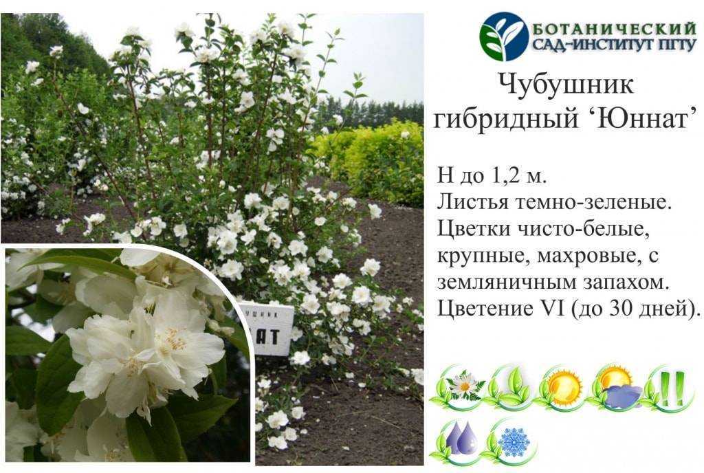 Роза жасмина