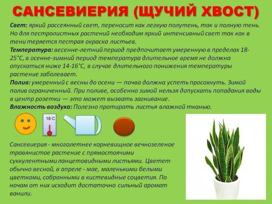 «щучий хвост» цветок — уход и размножение