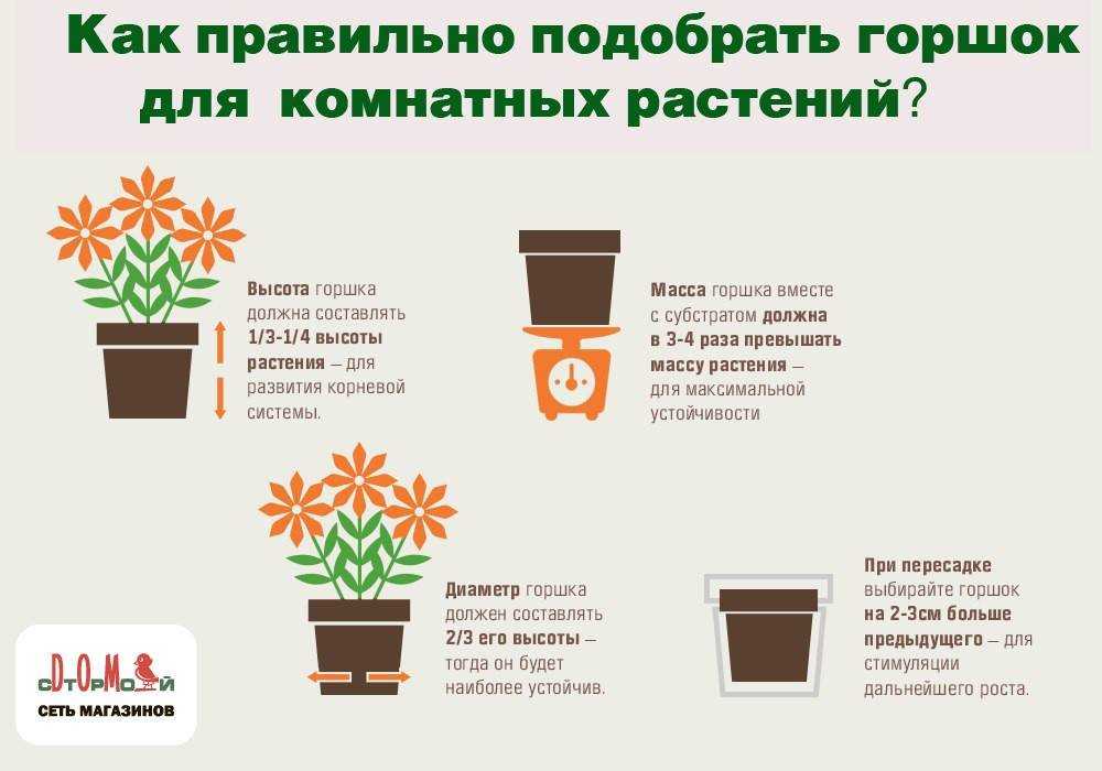 Как ухаживать правильно за цикламеном в домашних условиях