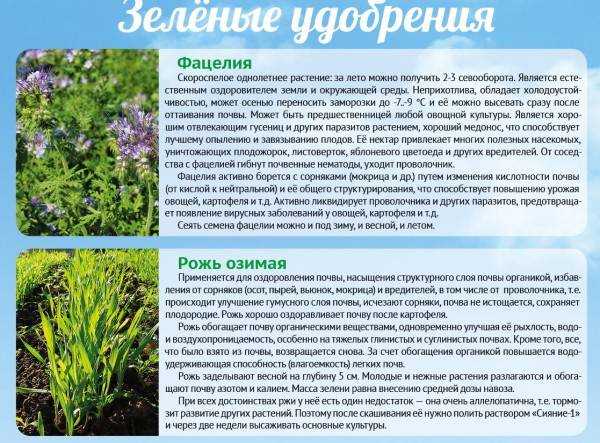 Фацелия как сидерат: когда посеять и под какие овощи