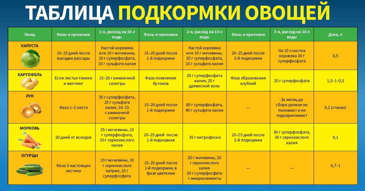 Уход за клубневой бегонией в домашних условиях, посадка и фото selo.guru — интернет портал о сельском хозяйстве