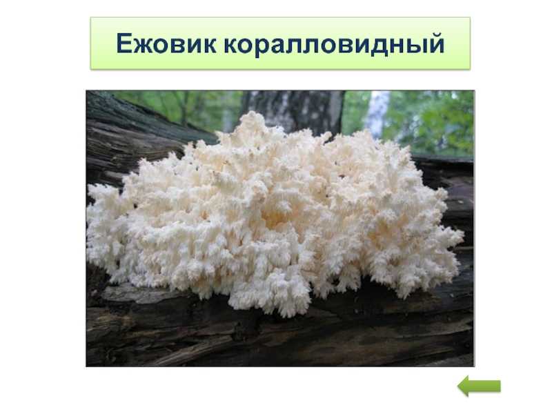 Гриб коралловый: описание, фото