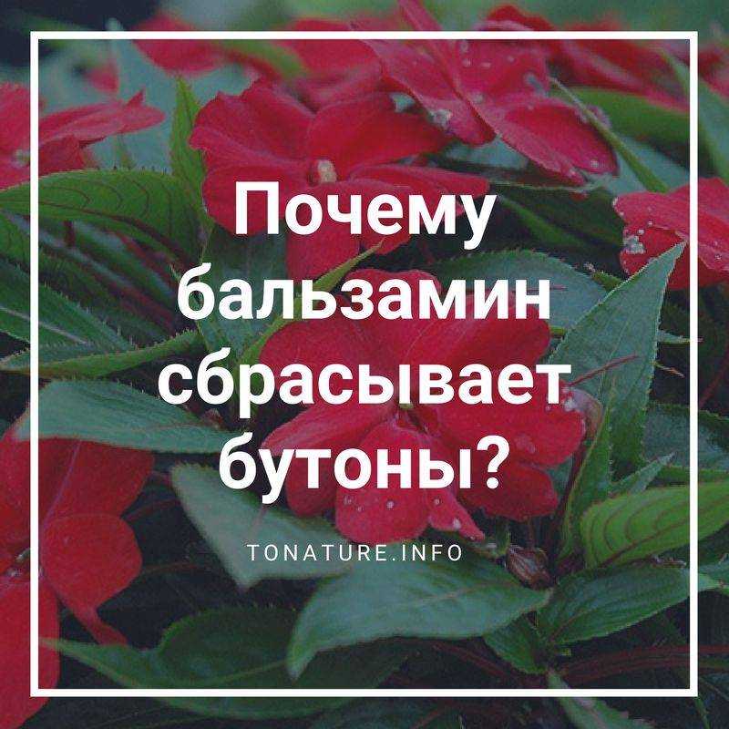 Почему на бальзамине могут опадать цветы и нераспустившиеся бутоны и что делать