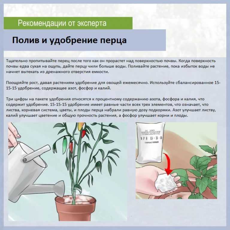 Уход за глоксинией в домашних условиях: посадка и выращивание