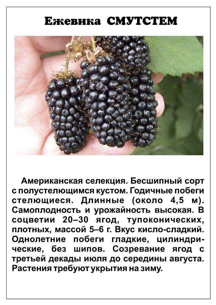 Ежевика, или запах леса. сорта, выращивание, размножение. болезни и вредители. фото — ботаничка