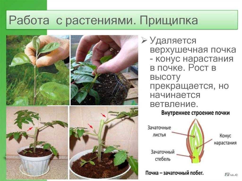 Колерия: уход и формирование кроны, размножение и виды