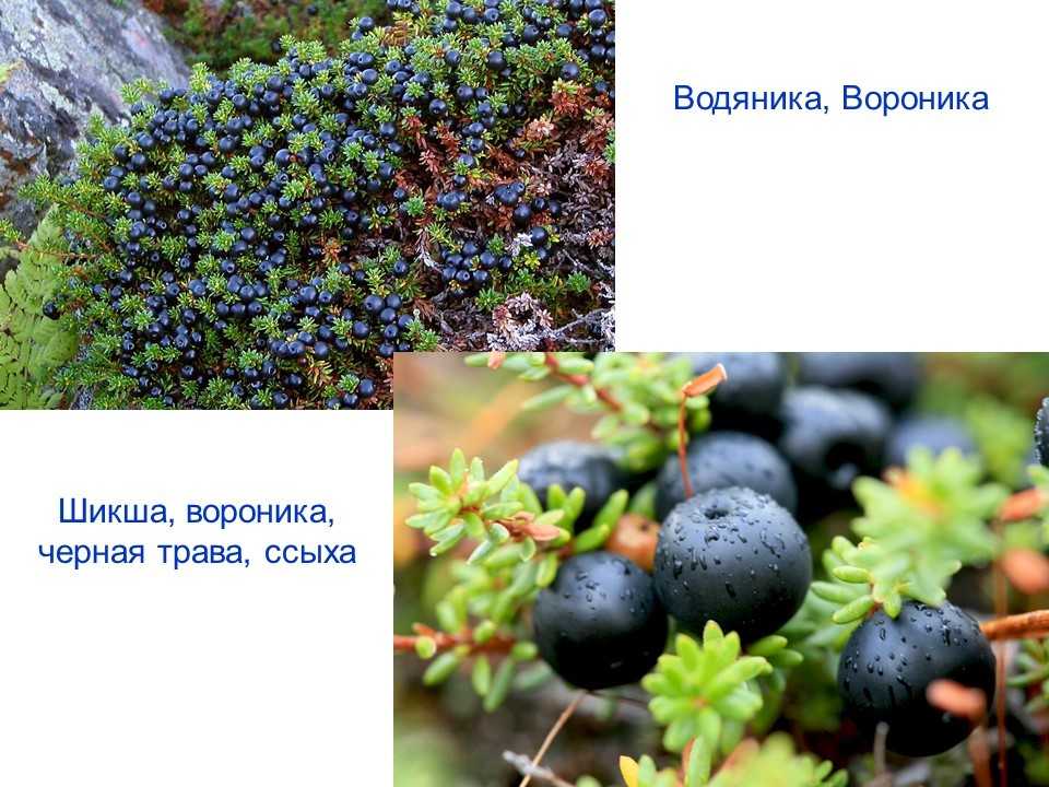 Водяника [вороника, шикша] | сад и огород
водяника [вороника, шикша] | сад и огород