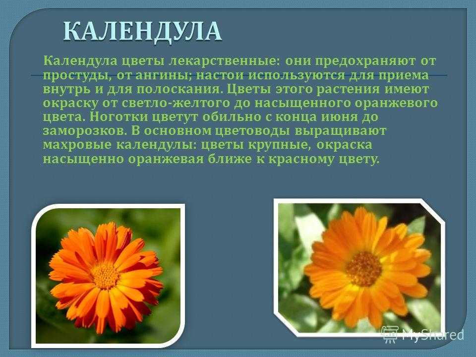 Календула: посадка и уход в открытом грунте