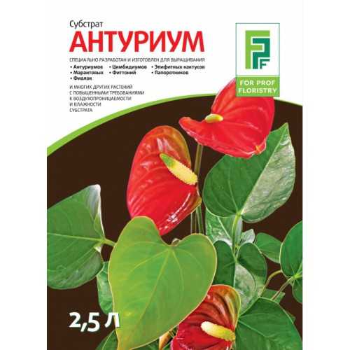 Грунт для антуриума: какой нужен в домашних условиях, состав земли, как собрать своими руками