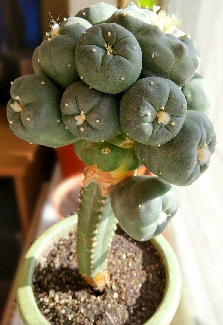 Выращивание лофофоры уильямса (lophophora williamsii): как посадить, ухаживать
