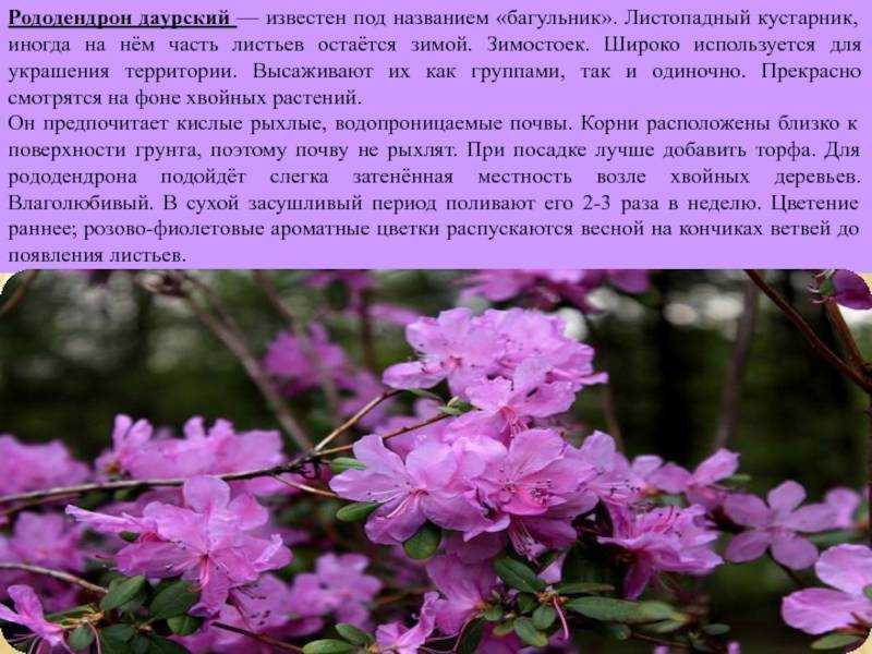 Рододендрон - альпийская роза рододендрон садовый: посадка и уход в открытом грунте, фото и описание растения, размножение в саду