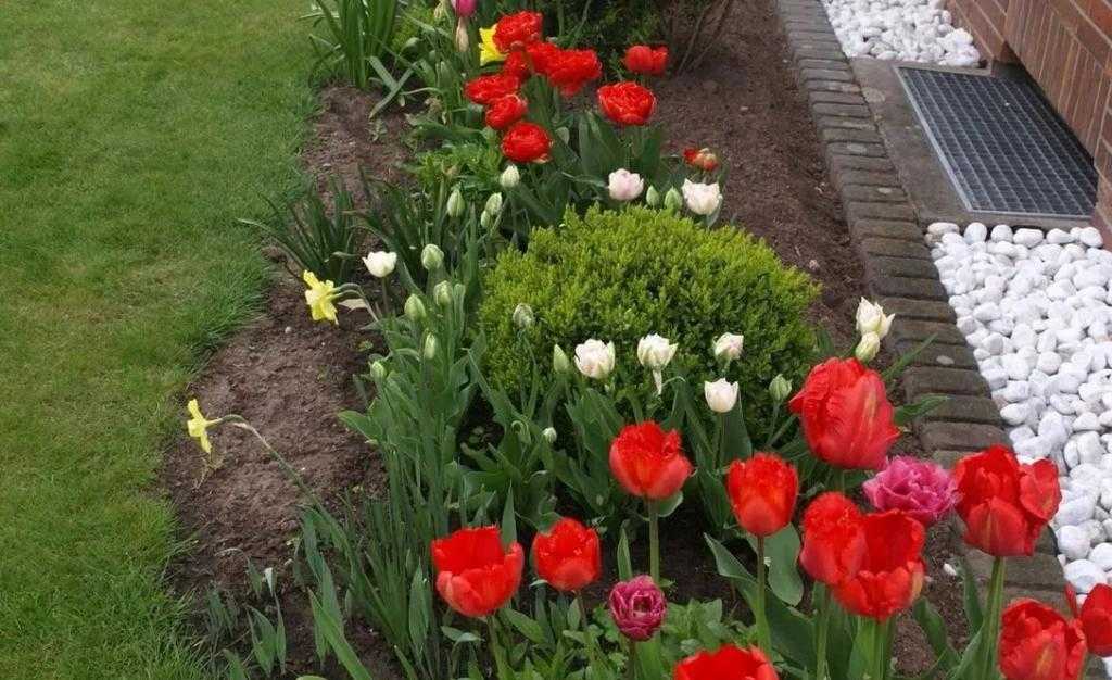 5 лучших растений-компаньонов нарциссов и чего следует избегать - flowers