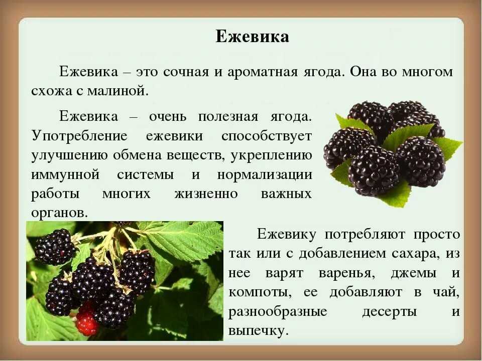 Ежевика садовая: посадка и уход, 5 золотых правил