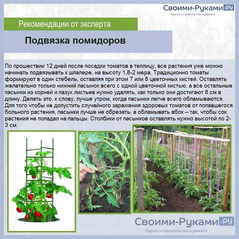 Что выгодно выращивать в теплице на продажу?