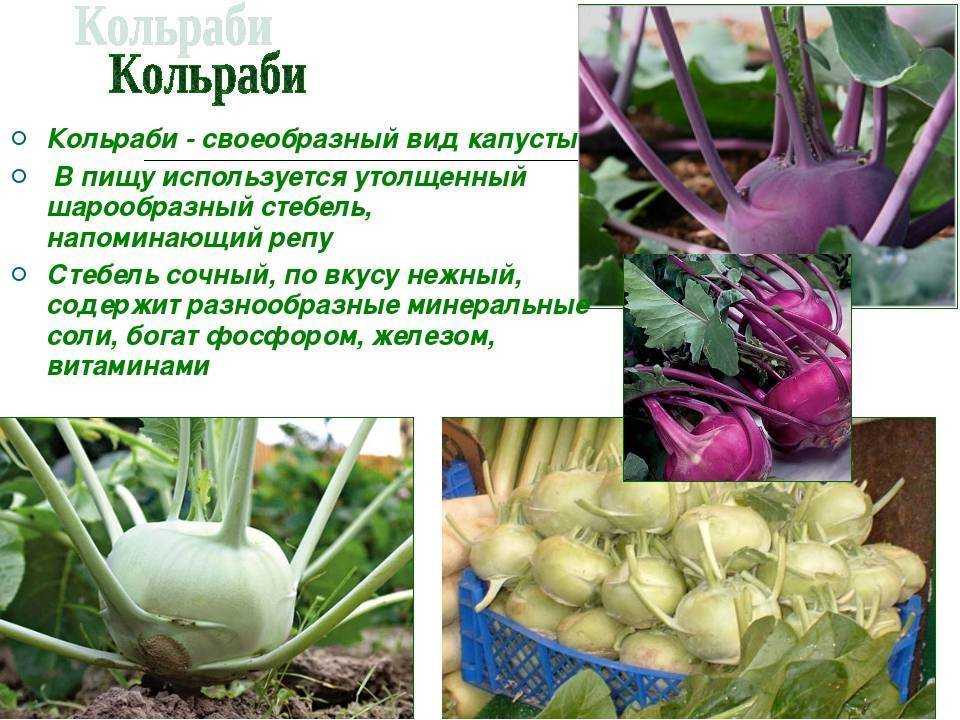 Кольраби: полезные свойства капусты и рецепты приготовления