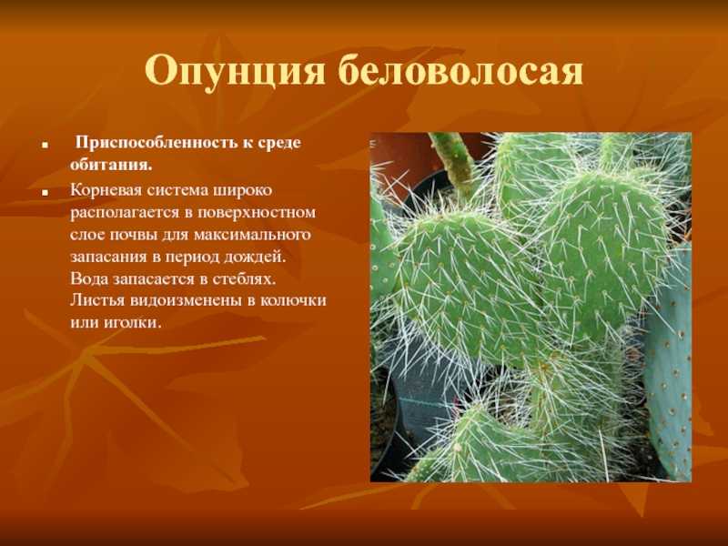 Приспособления кактуса к среде обитания: особенности внешних черт, системы корней и внутреннего строения растения, как признаки относительного характера адаптациидача эксперт