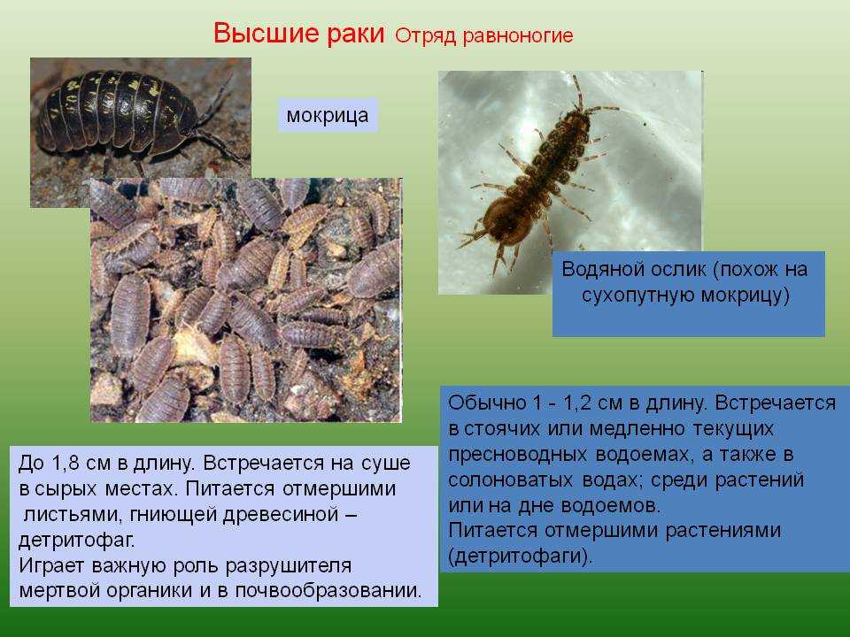 Описание мокриц: насекомое или ракообразное, как выглядит, чем питается