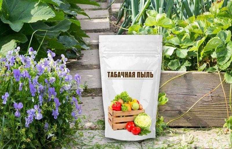 Табачная пыль: как выбрать, в каких случаях и какими способами применять в саду и огороде