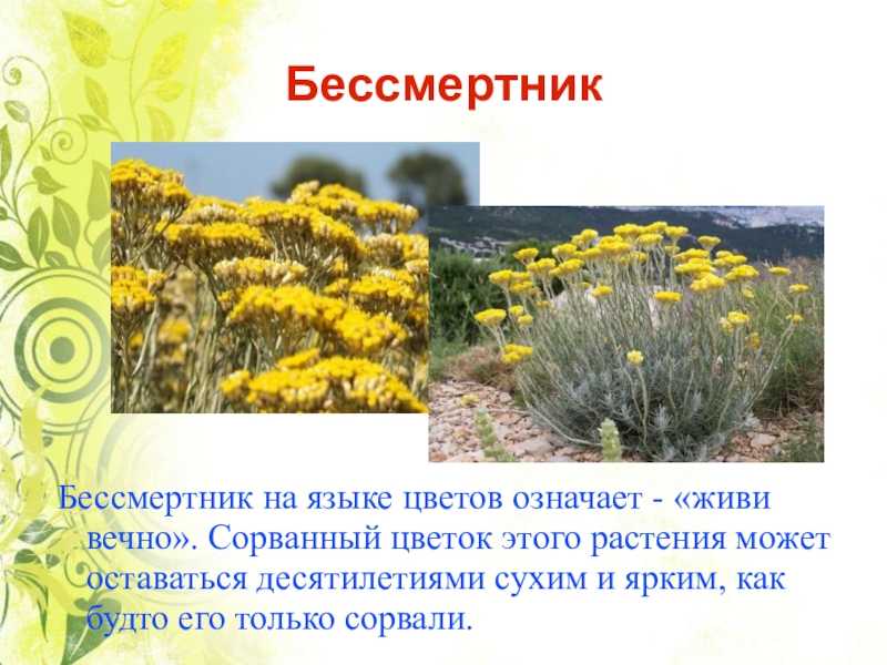 Описание растения бессмертник песчаный (цмин песчаный)