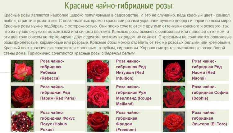Что представляют из себя парковые розы
