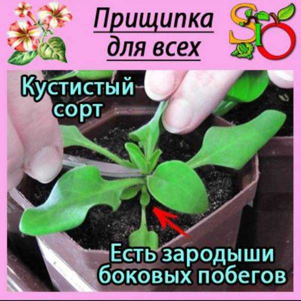 Прищипка петунии, чтобы она шикарно цвела, когда и как проводить - дзен дневник