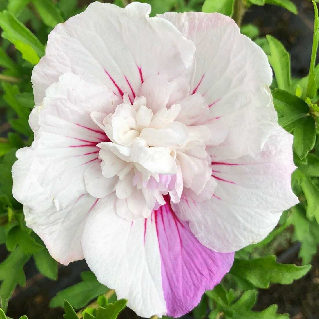 Ухаживание за гибискусом сирийским (hibiscus syriacus)