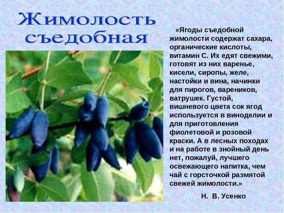 Донник: польза и вред лекарственной травы | food and health