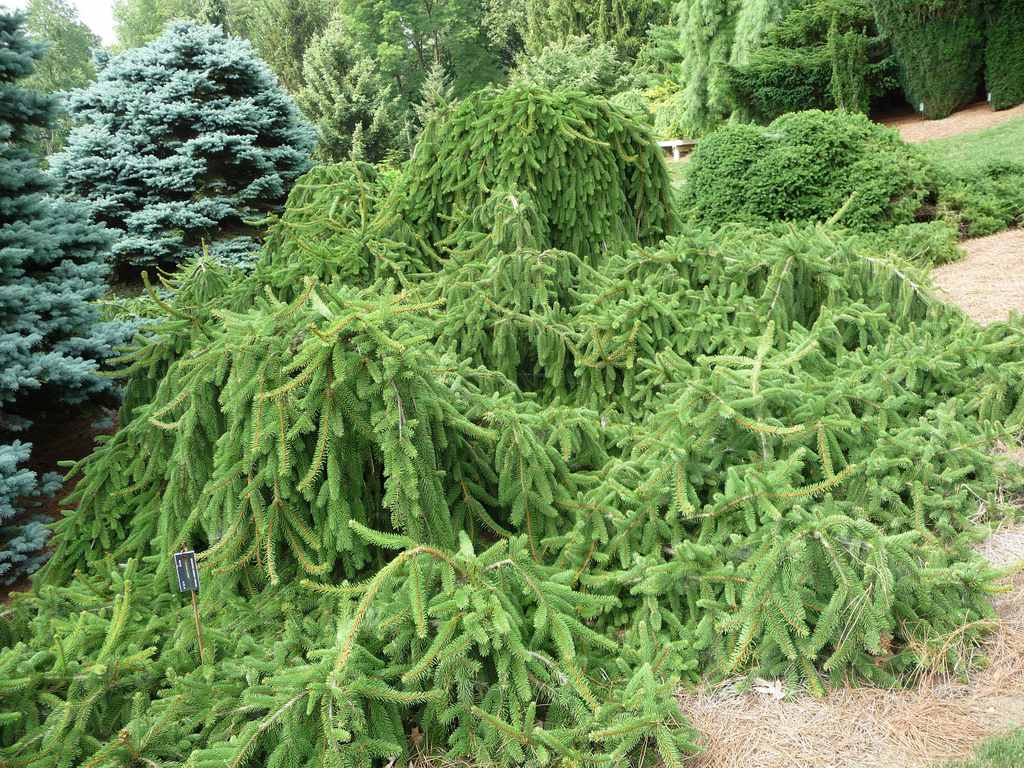 Ель обыкновенная инверса (picea abies inversa): описание, посадка, уход и применение в ландшафтном дизайне