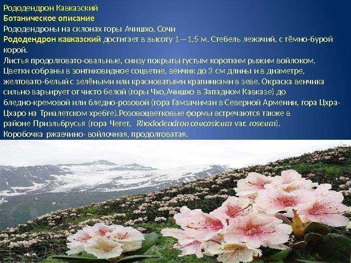 Рододендрон кавказский выращивание лечебные свойства и противопоказания