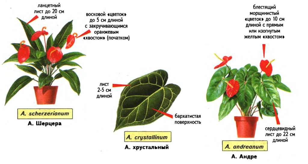 Как рассадить антуриум в домашних условиях: пошаговая инструкция рассаживания, фото мужского счастья, а также как правильно ухаживать за цветком? selo.guru — интернет портал о сельском хозяйстве