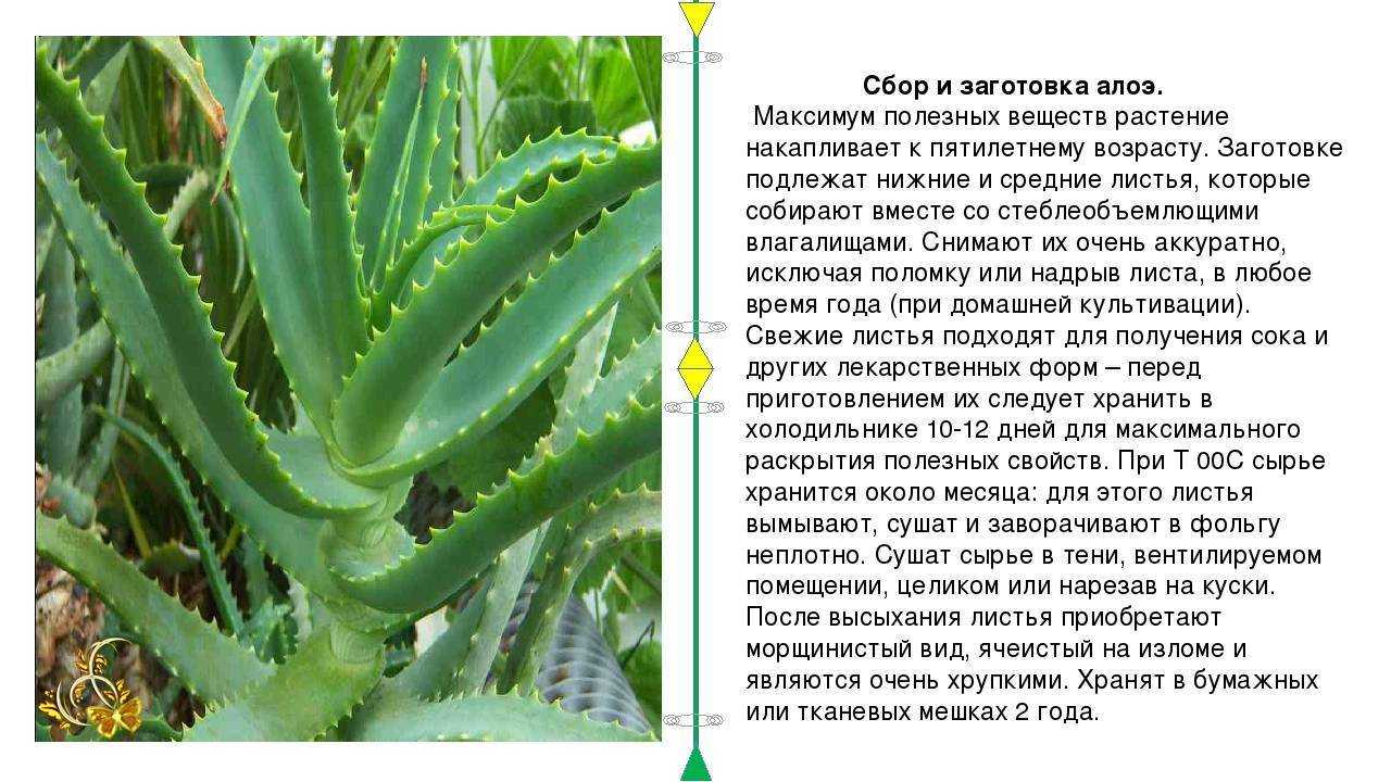 Декоративные и лекарственные виды алоэ
