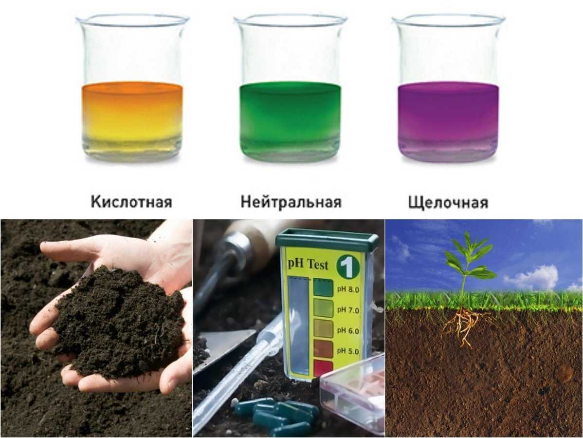 Применение свежего навоза весной и осенью на даче и садовом участке