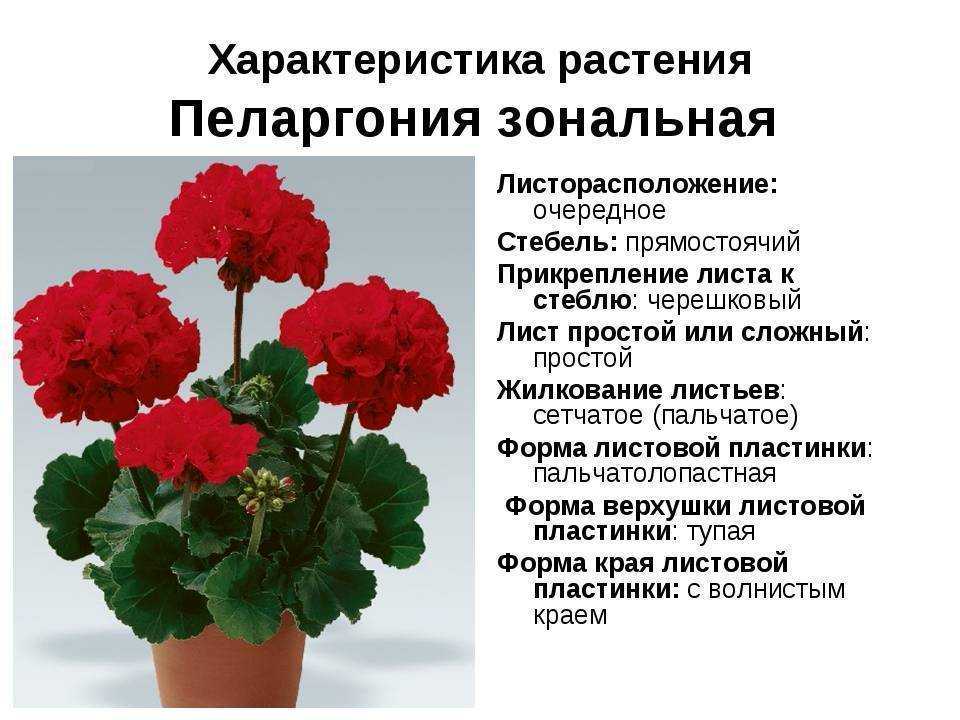 Пеларгония королевская: особенности ухода за цветком в домашних условиях