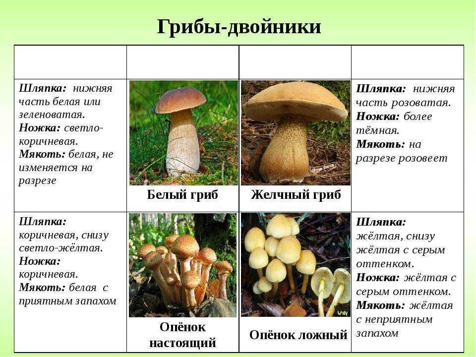 Пластинчатые грибы: съедобные и ядовитые виды