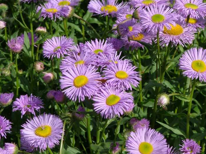 Мелколепестник (стенактис, толколучник) однолетний (erigeron annuus): полезные свойства, противопоказания, фото
