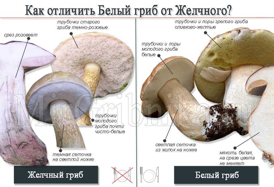 Белый гриб, ложный белый и другие двойники, рецепты приготовления боровиков