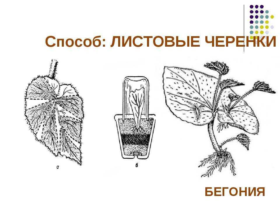 Бегония мэсона - комнатное растение: всё о болезнях и вредителях, правилах освещения, фото и особенности размножениядача эксперт