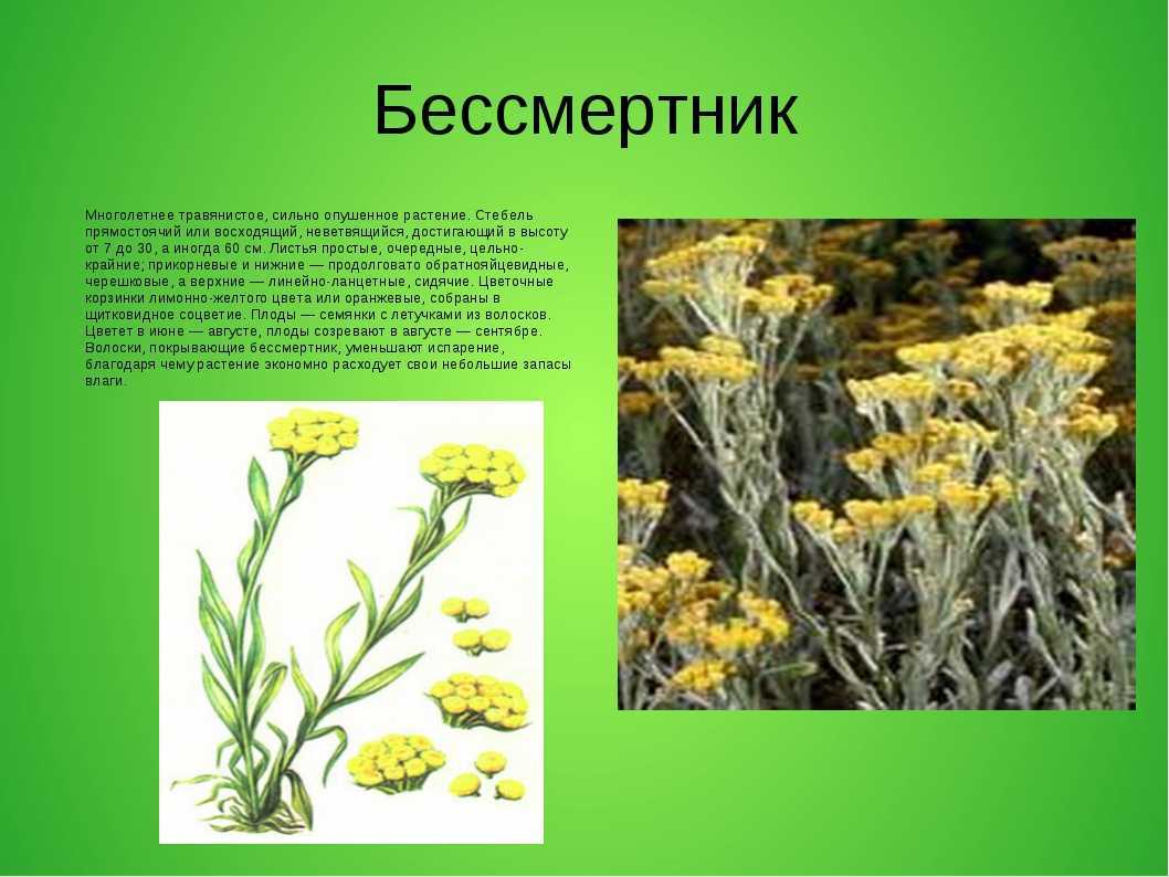 Бессмертник песчаный - лечебные и полезные свойства, противопоказания. применение и фото бессмертника.