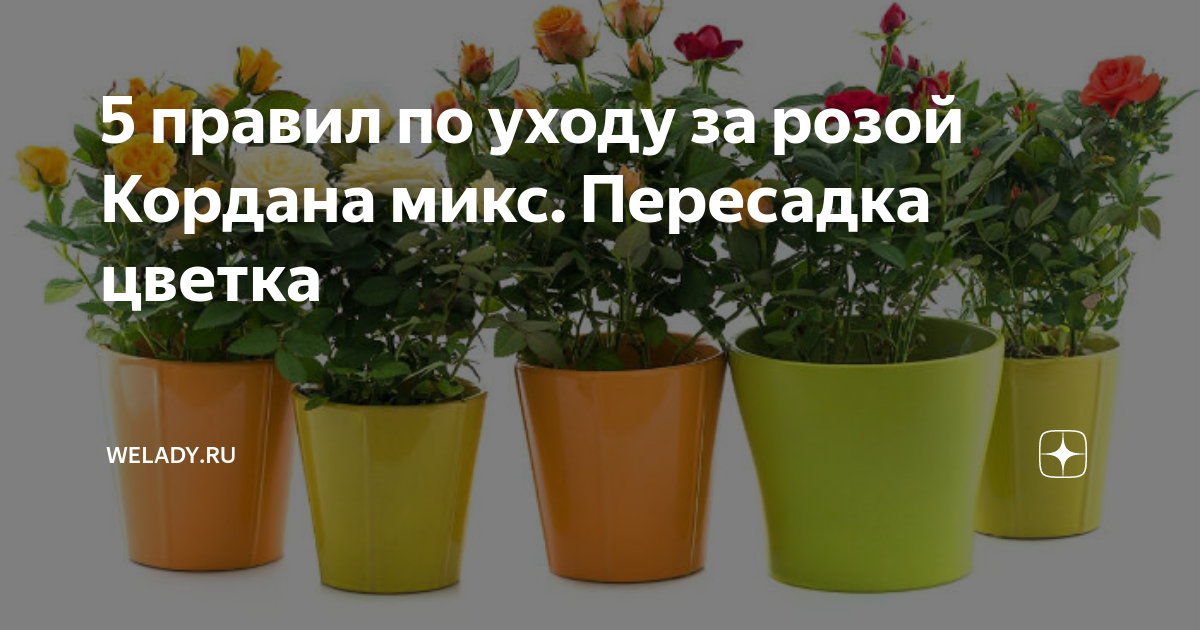 5 правил по уходу за розой кордана микс. пересадка цветка
