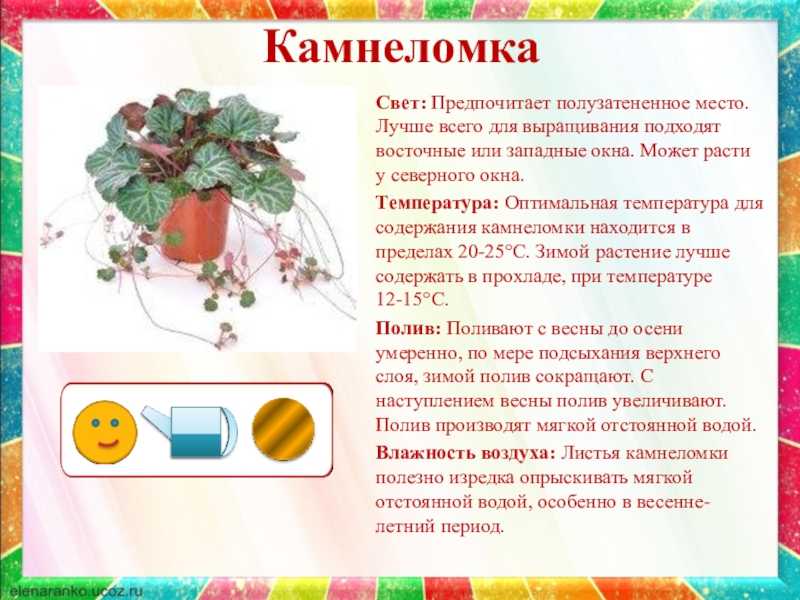 Презентация на тему: "презентация «паспорт комнатных растений» презентацию подготовила: воспитатель высшей квалификационной категории кичигина н.а. мадоу 18 «детский сад «ладушки»". скачать бесплатно и без регистрации.