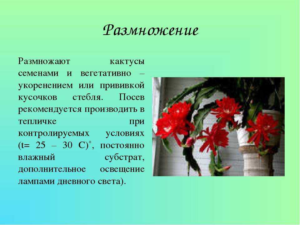 Эспостоа: фото, виды, уход за кактусом