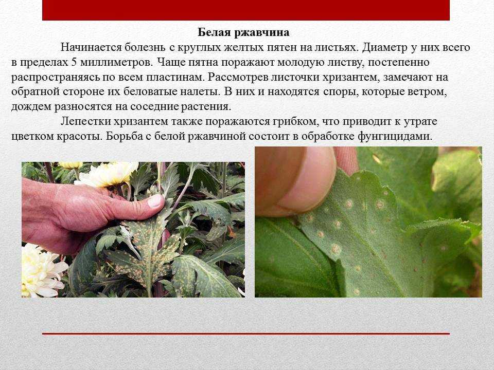 Вредители и болезни каланхоэ, способы лечения с фото и уход за цветком в домашних условиях