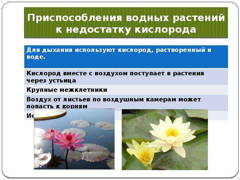 Способы повышения холодостойкости растений