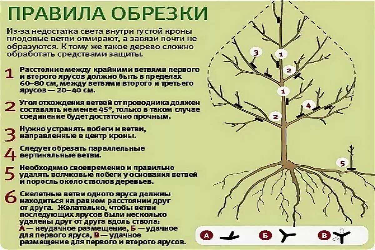 Через сколько лет начинает плодоносить яблоня. на, какой год начинает плодоносить яблоня после посадки саженцев
