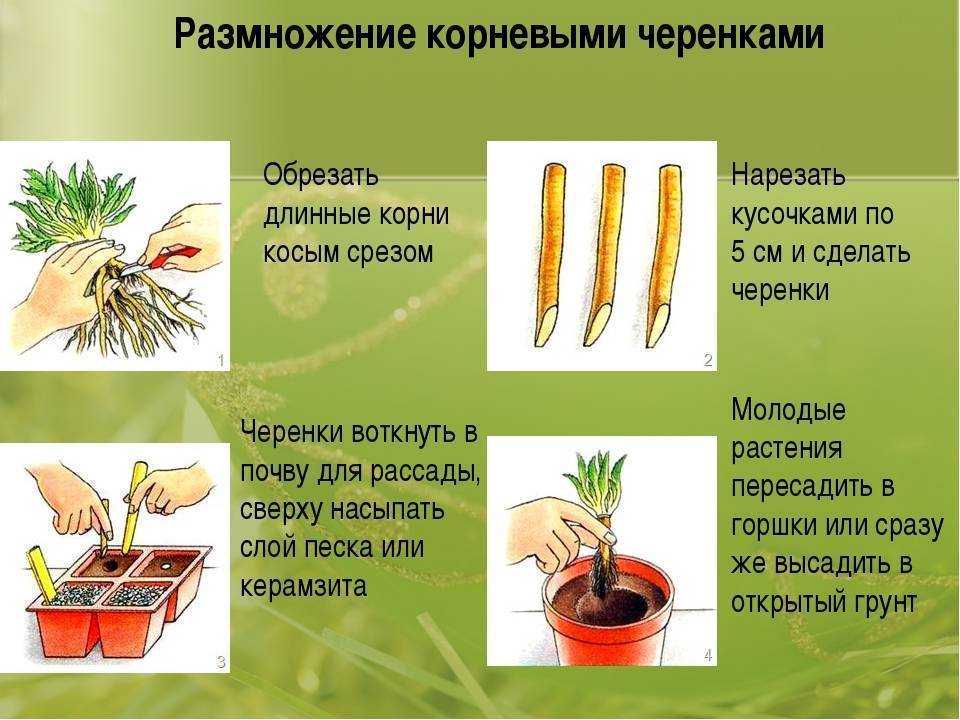 Жасмин кустарник: посадка и уход, размножение