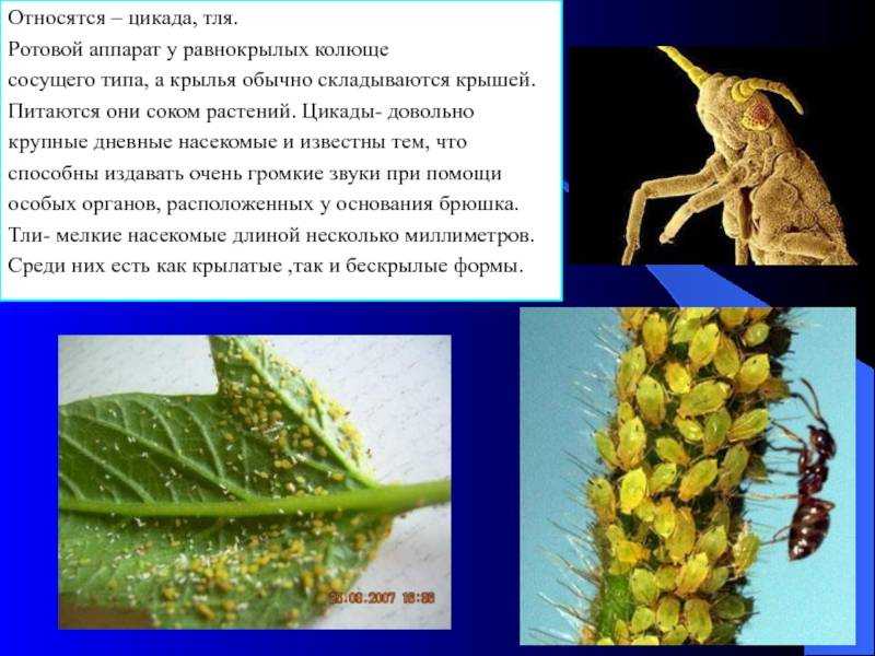 Чем питается тля: что ест насекомое, какие растения не любит и обходит стороной, а также типы и объекты его рациона в природе, условия для жизни и размножениядача эксперт