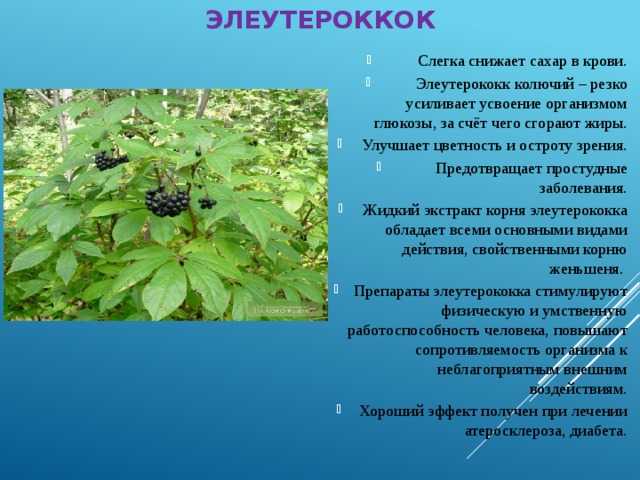 Элеутерококк колючий - описание, фото, свойства, применение, распространение, противопоказания | dlja-pohudenija.ru