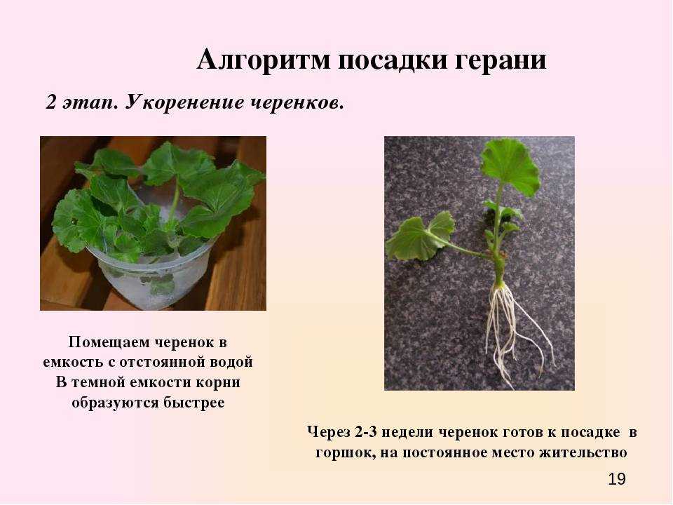 Звездчатая пеларгония: описание и особенности выращивания