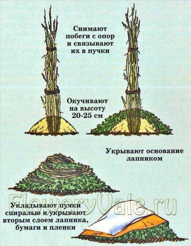 Уход за плетистыми розами осенью и подготовка к зиме